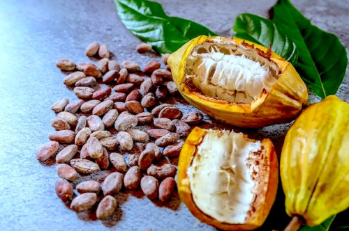 Cacao : au Cameroun, le prix des fèves retrouve le niveau du café robusta après un recul de trois semaines