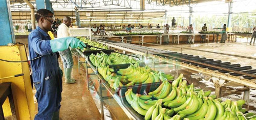 Hausse de 7 % des exportations de bananes du Cameroun en 2025 : la CDBM et la CDC en tête