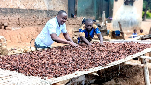 Cocoa: Producer Prices Plummet in Cameroon, Down 250 FCFA in Two Weeks