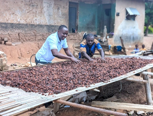 Cacao au Cameroun : Hausse des prix, mais toujours en dessous des attentes gouvernementales