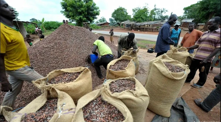 Crise du cacao au Cameroun : chute des prix et désespoir chez les producteurs