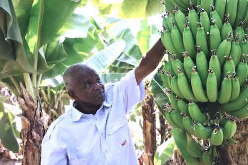 Exportations de bananes du Cameroun : un bond de 36% en janvier 2026, tirées par la Compagnie Fruitière