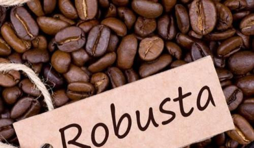Café Robusta : Baisse des prix au Cameroun, mais toujours au-dessus du cacao