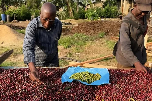 Cameroun : Le café robusta dépasse le cacao en prix, une première historique