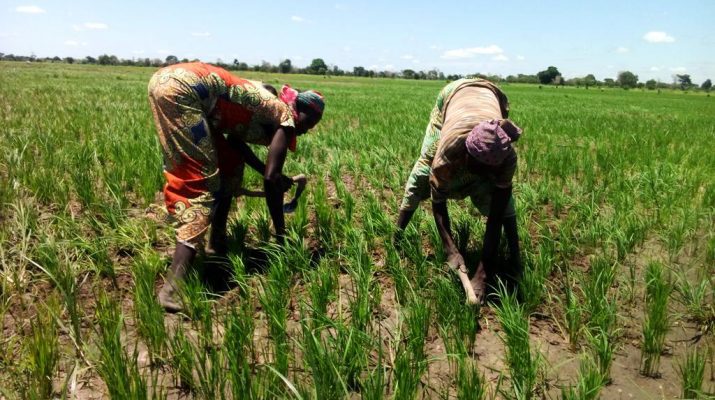 Le Cameroun investit 98 milliards de FCFA pour booster la production de riz dans le Nord et l'Adamaoua